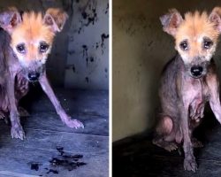 Abandoned Bald Dog With Tears In Eyes Stayed In Her Lonely Doghouse And Waited