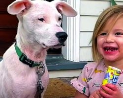 2-Year-Old Girl Gets Attached To Deaf Homeless Puppy And Begs Mom To Adopt Him