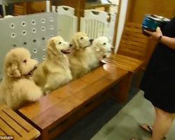 Oh. My. Goodness. Four Pups Say Grace Before Every Meal, Then Clean Up After Themselves!
