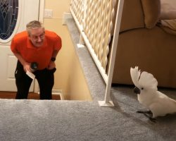 Dad’s Home From Work, So The Cockatoo Readies Himself For Their Ritual