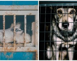 New Legislation May Stop Unscrupulous Breeders From Harming Thousands Of Pups