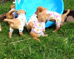 Adorable Puppies Have A Final Play Date Before Departing To Their Forever Homes