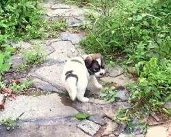 Stray Puppy Sees A Stranger And Asks Her To Follow Him Through A Deserted Path