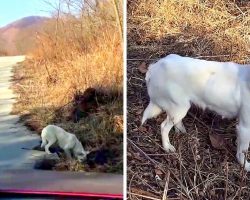 Mama Dog Hesitates At First, Then Leads Rescuers To Where She Had Given Birth