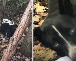 Exhausted Dog Found Lying In The Woods Surrounded By Puppies