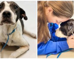 Abandoned, Shot, & Hit By A Car, Dog Musters Strength To Smile At Passerby