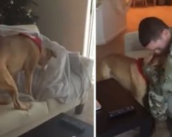 Soldier Deployed 1 Yr Hides Under Blanket — Mom Films Dog’s Reaction To Finding Him