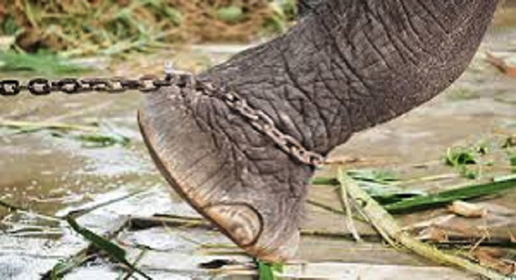 The Elephant Rope