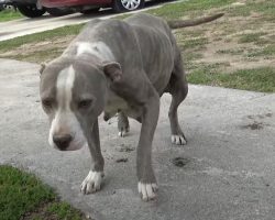 Female Pit Bull Found In A Field Ready To Burst At The Seams