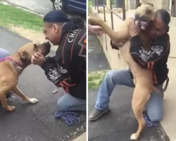 Watch This Stolen Dog Freak Out Recognizing His Owner After 2 Years