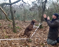 Welsh Border Collie-Kelpie Executes An Incredible Balancing Act