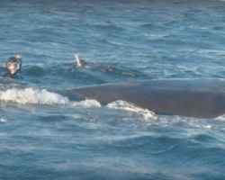 Whale Says Incredible ‘Thank You’ To The Solo Diver Who Rescued Him