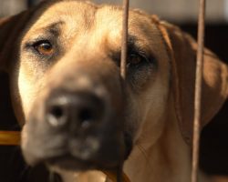 50 Dogs Hoarded In Tiny, Barren Cages Left To Be Euthanized After Farm Is Shut Down