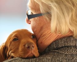 10 Best Dogs for Seniors