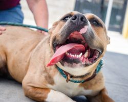 10 Myths About Pit Bulls and the Reasons Why Pit Bulls Are Not Dangerous
