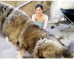18 of the World’s Biggest Dog Breeds You Can’t Help But Admire