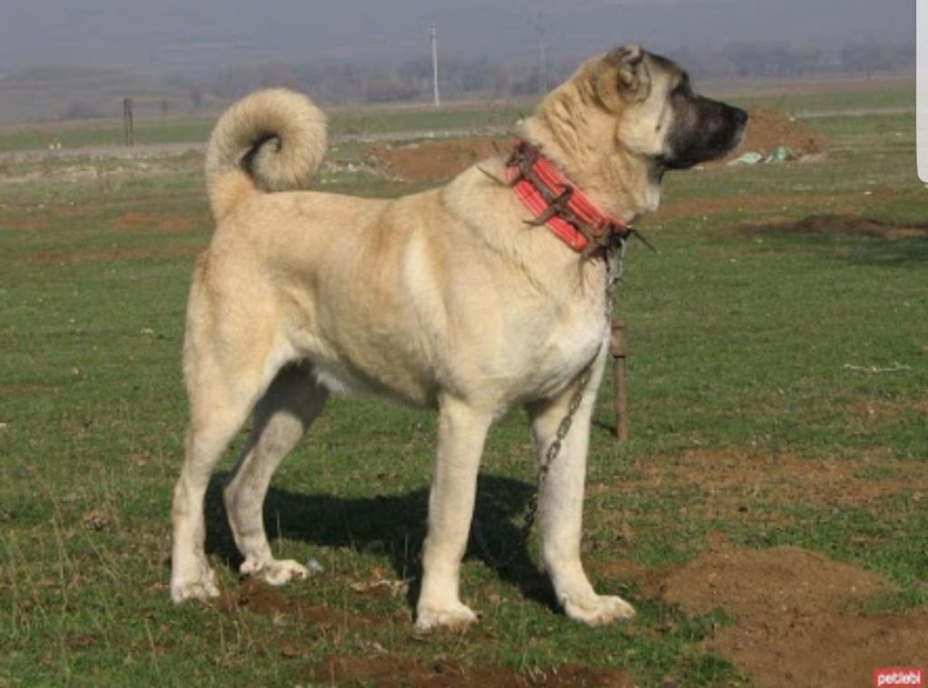 18 of the World’s Biggest Dog Breeds You Can’t Help But Admire