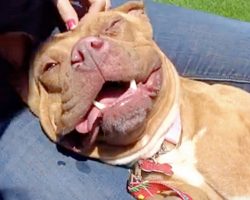 Homeless Pit Bull Was Terrified Of People, But Now She Wears A Permanent Smile