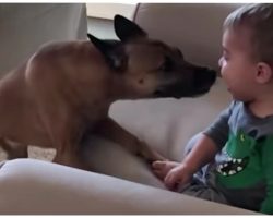 Puppy Shows Baby How Much He Loves Him, Kid Can’t Stop Laughing