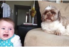 Baby And Dog Bickering Back And Forth Wins Best Video Of The Day