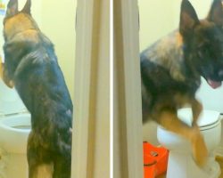 German Shepherd’s Exits The Toilet With A Big Smile, The Reason Is Just Too Cute