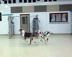 Dogs Hear Door Open – When They See Who It Is, They Eagerly Race Toward It