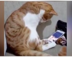 Cat Has Most Heartwarming Reaction When He Sees The Owner He Lost Years Ago