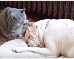 Cat Tries To Wake Up Dog For Playtime, Gives Viewers The Greatest Gift Instead
