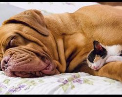 10 Priceless Photos Of Cats Sleeping On Dogs