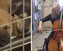 Cellist Performs for Shelter Dogs and It’s Too Powerful to Miss