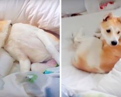 Clever Pup Plays Dead To Avoid Vet Visit, So Mom Targets Her Only Weakness