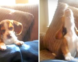 Tiny Beagle Discovers He Can Howl, Adorably Shows Off His Skills For The Camera