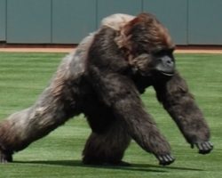 Craziest “Animal Interference” Moments in Sports History