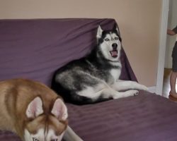 Dad Asks His Son If He Wants Potatoes for Dinner. Now Hear the Dog’s Response.