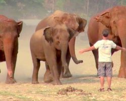 Man Rounds Up An Elephant Herd With A Brave Call, Incredible Scene Caught On Cam