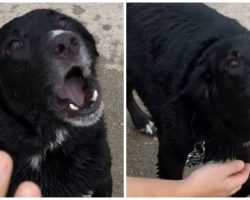 Beach Loving Dog Throws Hysterical Temper Tantrum When Mom Says “Let’s Go”
