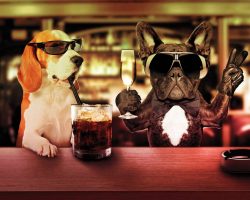 Dog Cocktails: 24 Drinks Named After Dogs