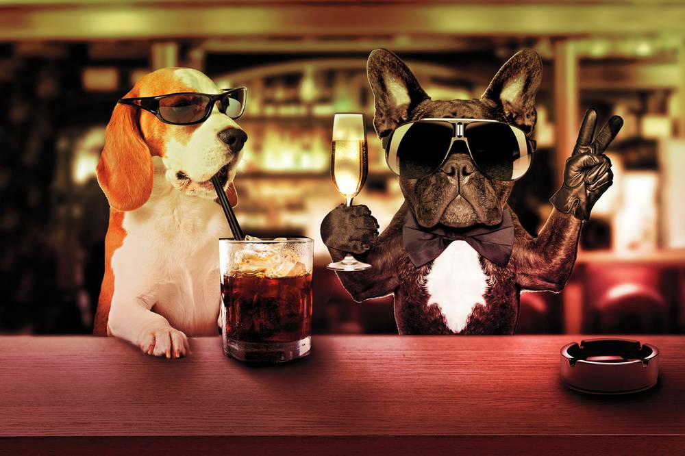 Dog Cocktails: 24 Drinks Named After Dogs
