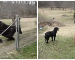 Farmer Notices Dog And Horse Acting Strange, Captures It All On Video