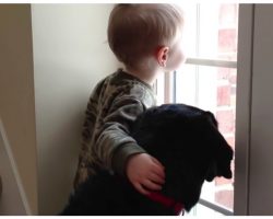 Depressed Dog Waits For Owners To Return, Toddler BFF Provides Cutest Comfort