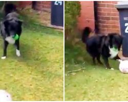 Playful Pup Doesn’t Let Mailman Deliver The Mail Until He Plays Soccer With Him