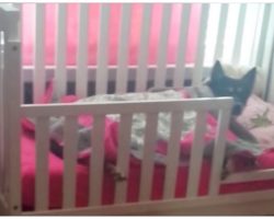 Mom Checks On Sleeping Toddler, Discovers Rescue Dog In Sweetest Position