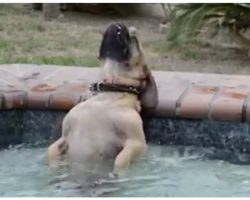 Dog’s Encounter With Jacuzzi Has 20 Million People Laughing-Out-Loud