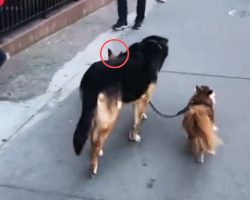 This Dog’s Clever Trick Was Astonishing – And He Had An Extra Surprise In Store