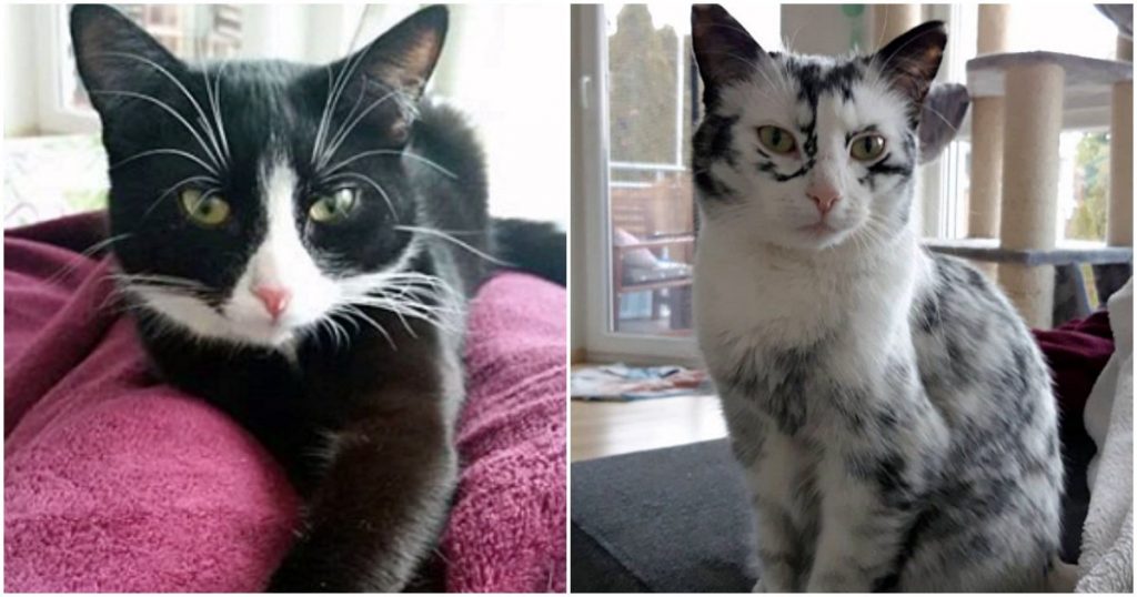 Cat’s Rare Condition Has Her Changing Colors Right Before Owner’s Eyes
