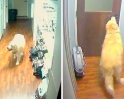 Clever Dog Dupes Animal Hospital Security, Plans The Most Ridiculous Kennel Escape