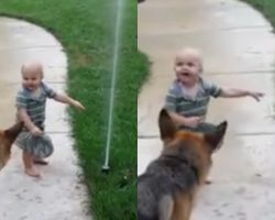 German Shepherd Afraid Of Water Sprinkler, Until Toddler Shows Him It’s OK