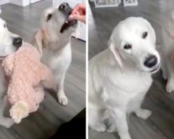Dogs Take Turns Holding Their Favorite Toy When It’s The Other’s Turn To Get A Treat