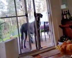 Dad Tells Great Dane It’s Time For A Bath – And He Knows Precisely What To Do