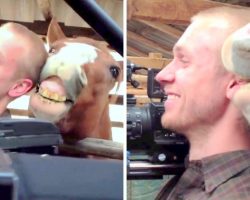 Cameraman Can’t Control Laughter As Horse Begins Nibbling His Ear During Interview